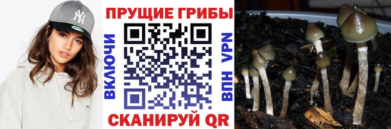 купить наркотик  Оха  MEGA ТОР  Галлюциногенные грибы прущие грибы 
